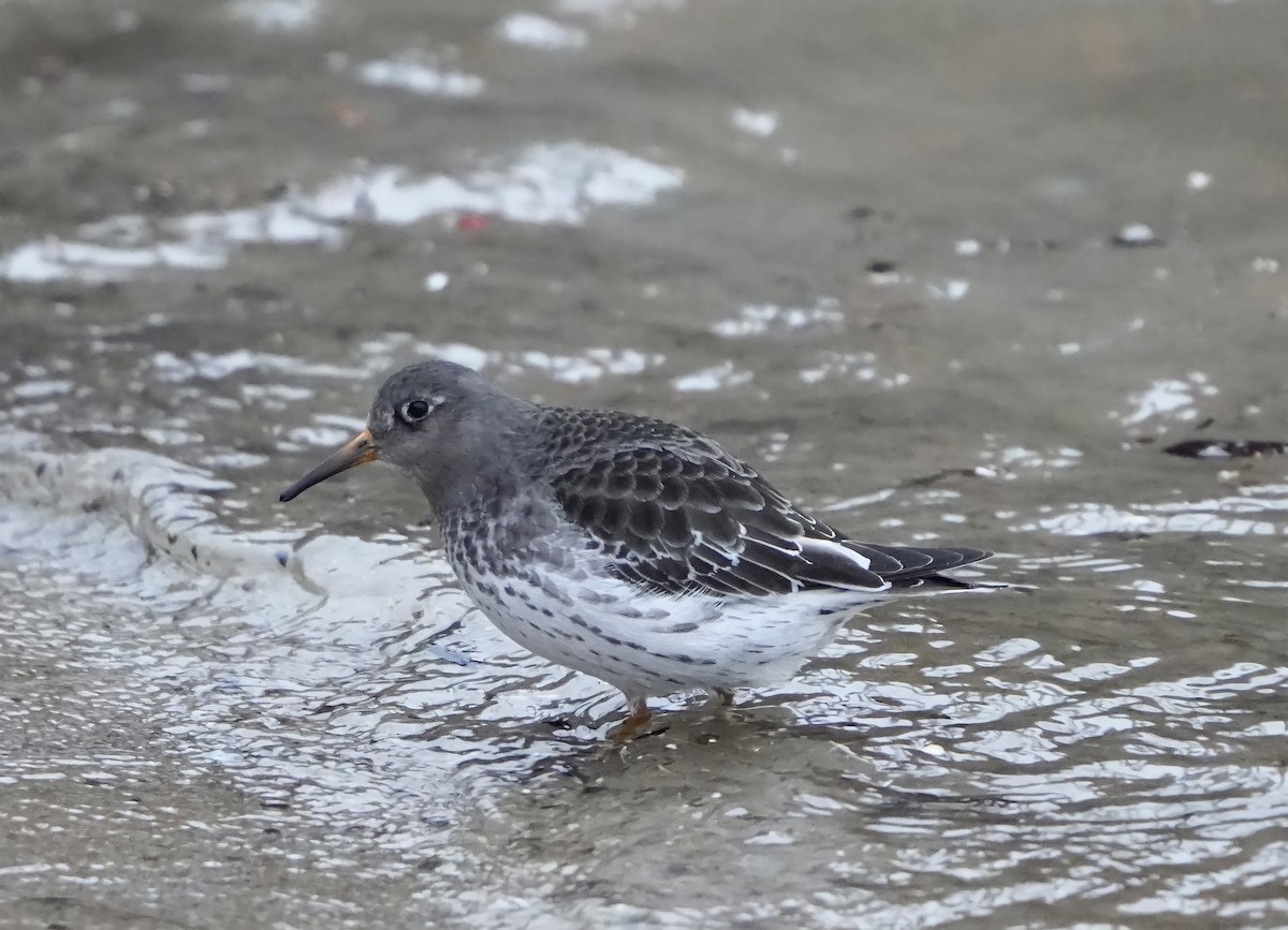 Purple Sandpiper - ML425430111