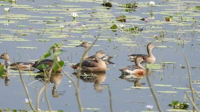 Dendrocygne siffleur - ML425432791