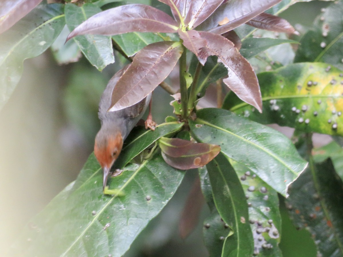 Grauschneidervogel - ML425433601