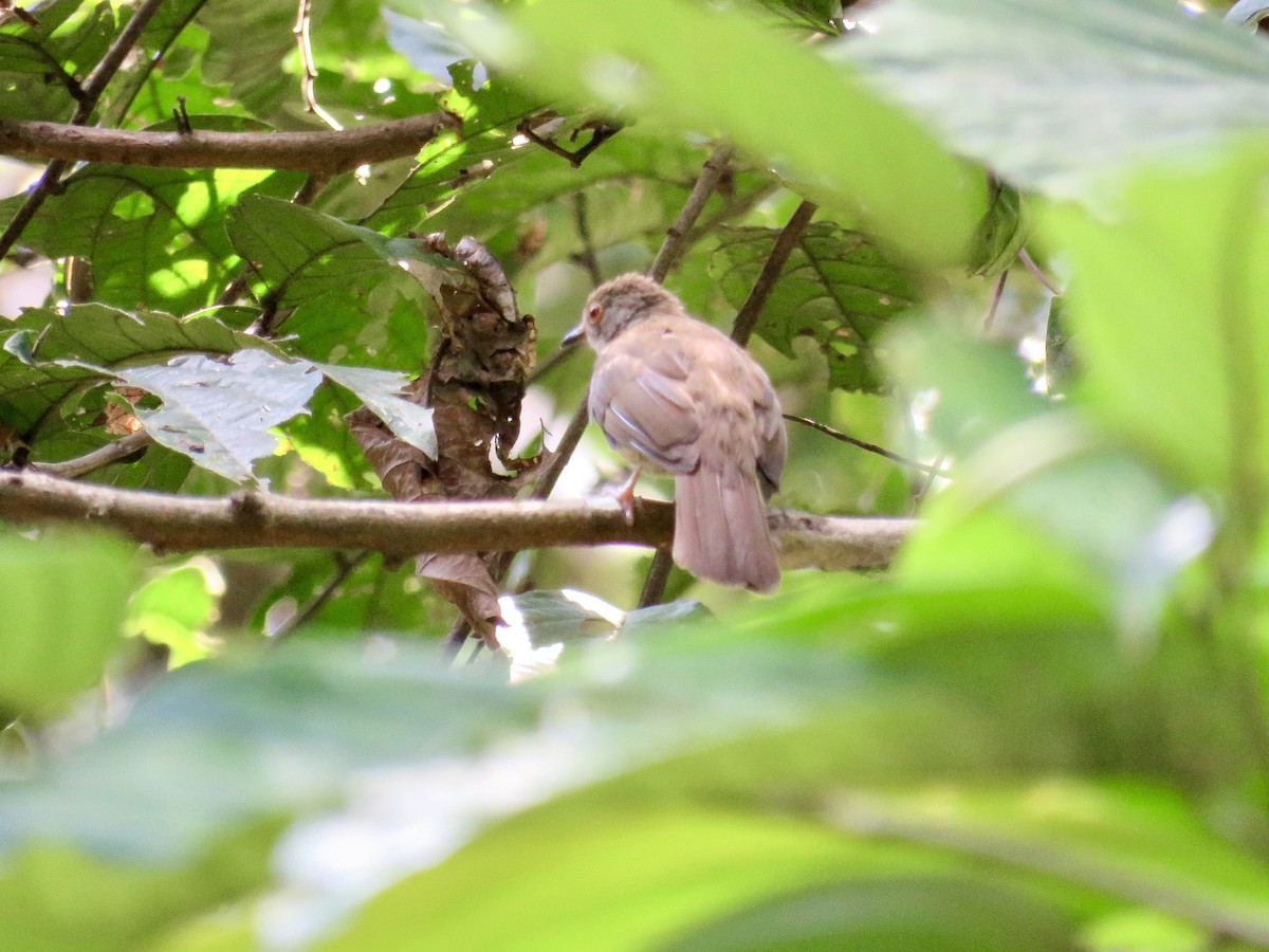 Spectacled Bulbul - GARY DOUGLAS