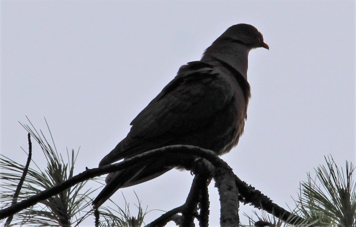 Pigeon à bec rouge - ML425434071