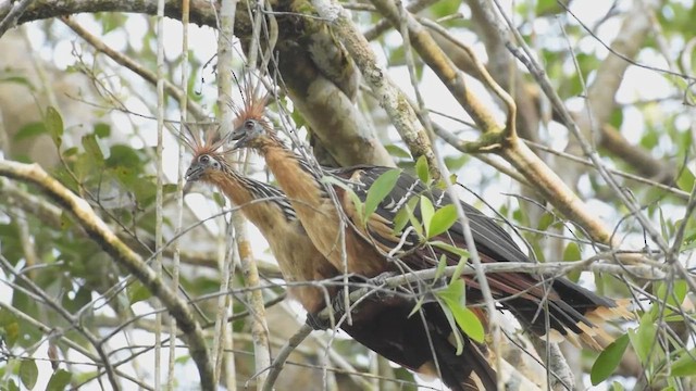 Hoatzin - ML425434261