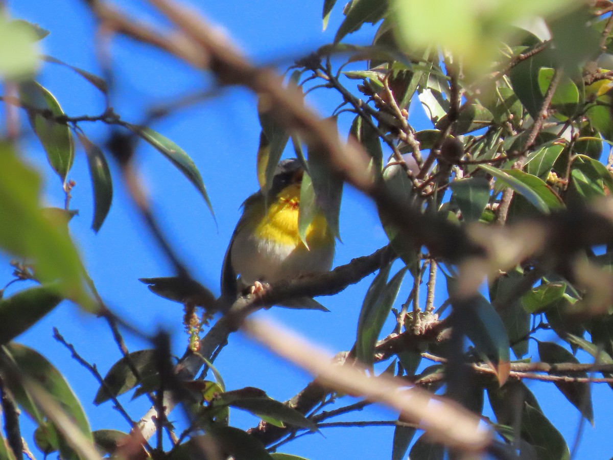 Crescent-chested Warbler - ML425434841