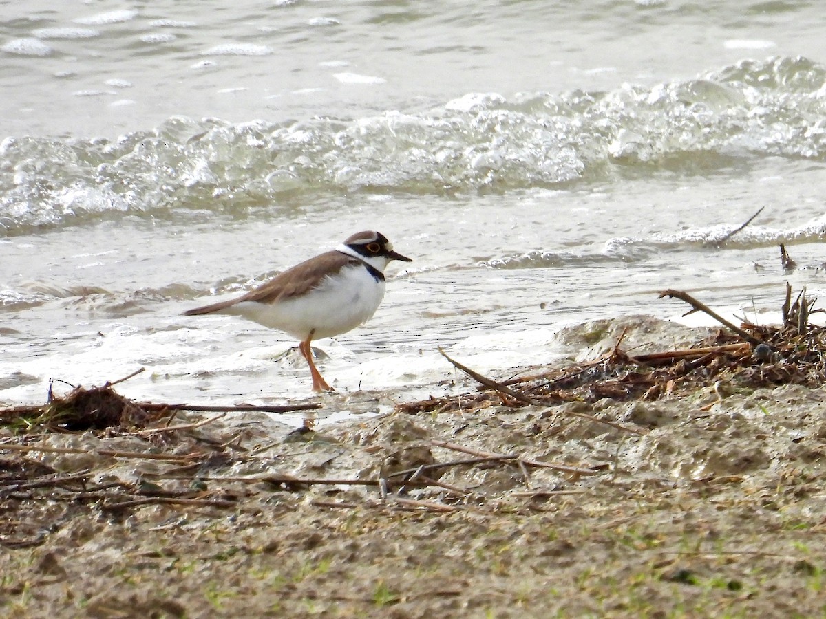 Little Ringed Plover - ML425434961