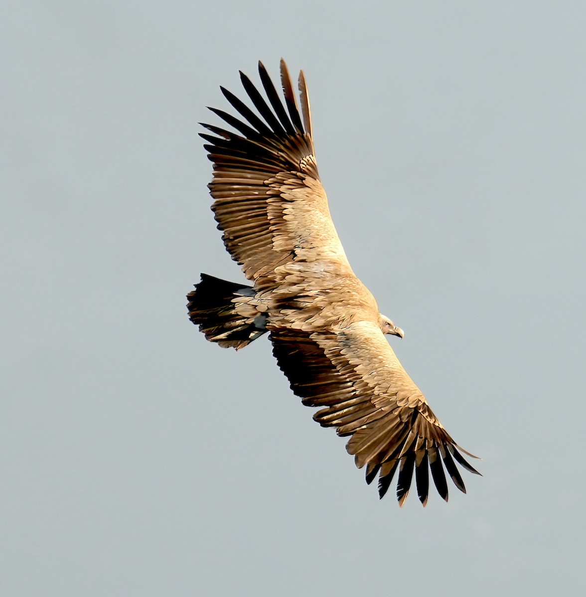 Himalayan Griffon - Sudip Simha