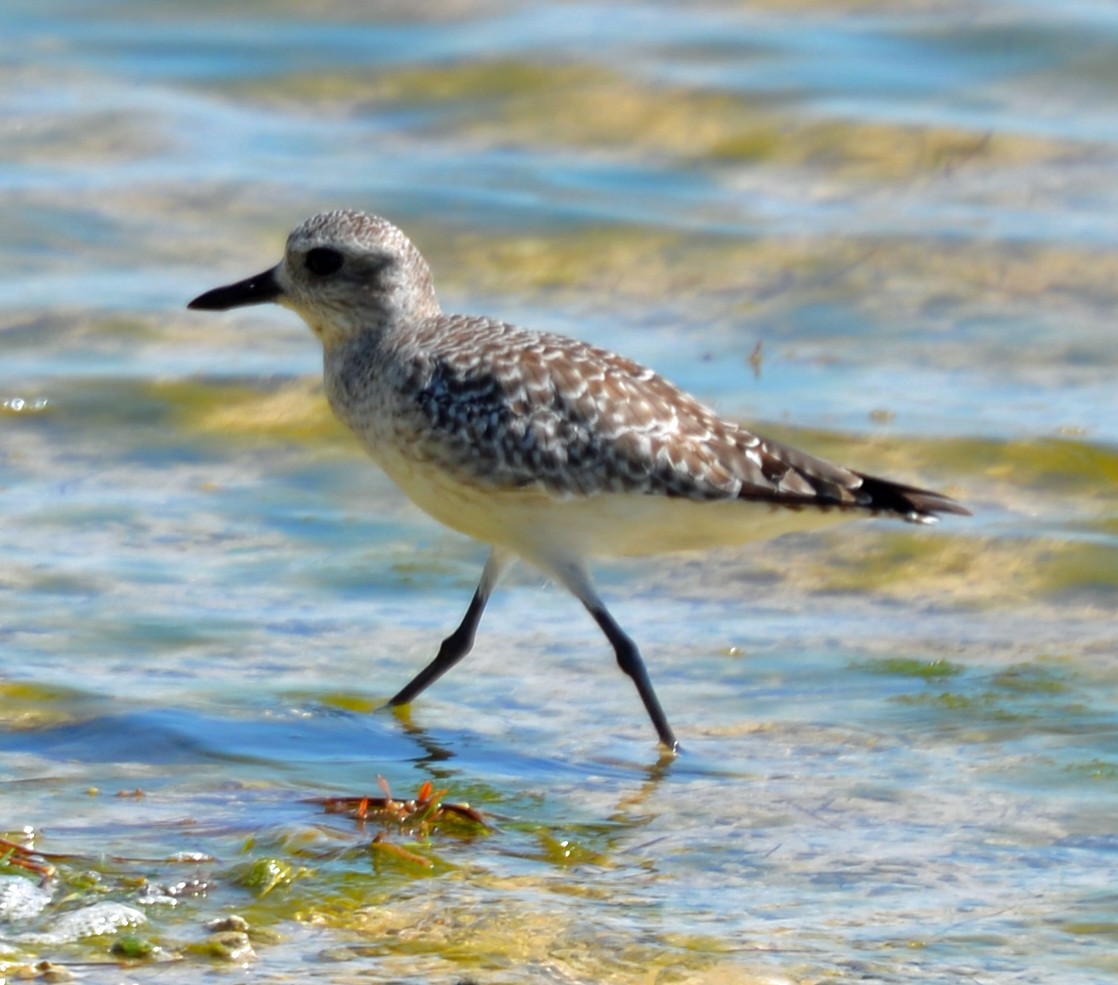 Black-bellied Plover - ML42543591