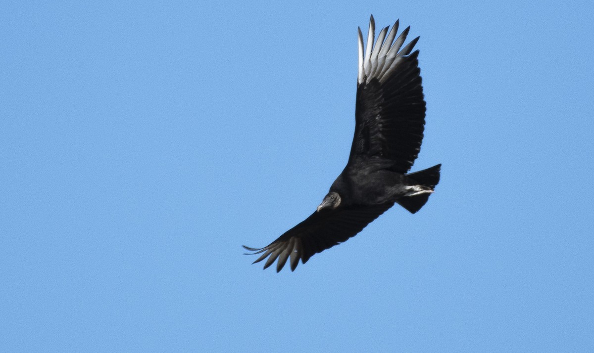 Zopilote beltza - ML425436021