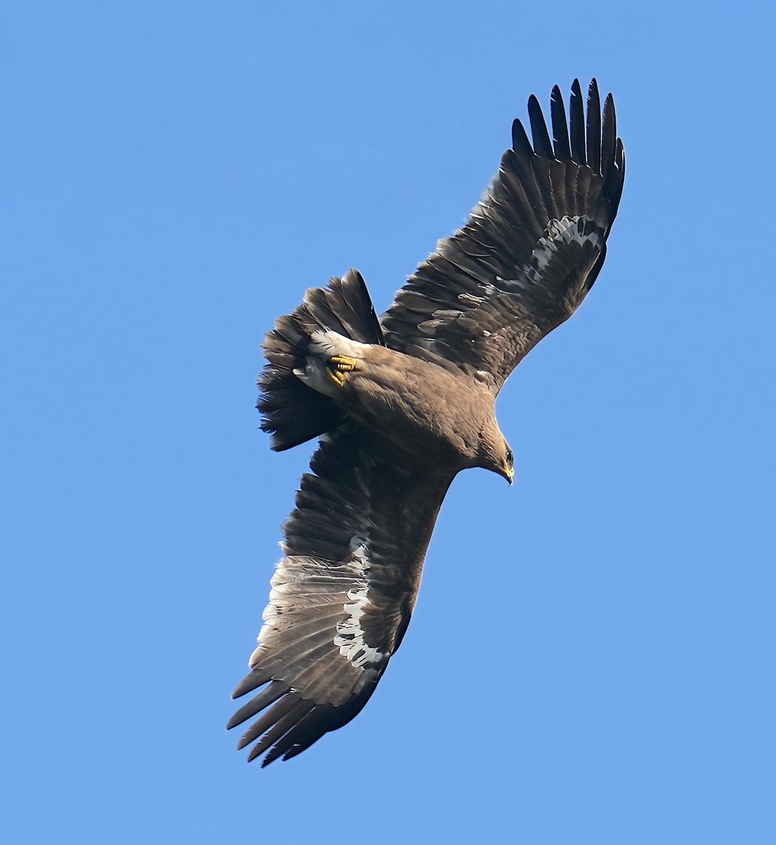 Steppe Eagle - ML425436991