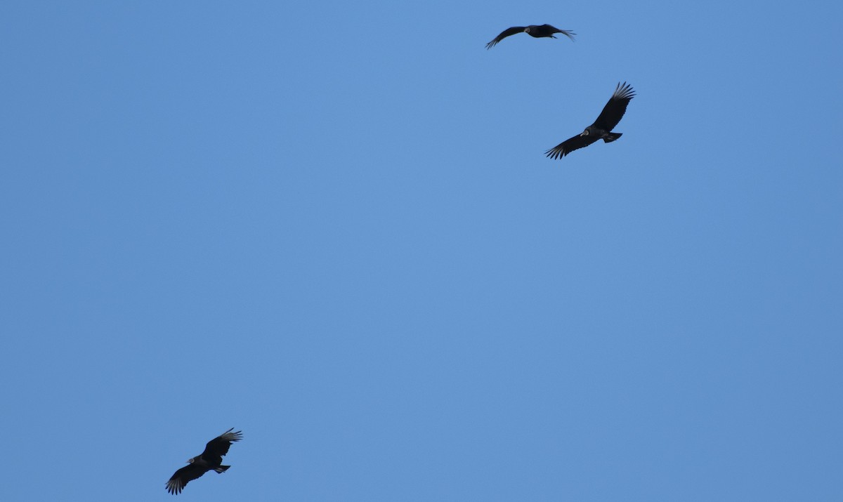 Zopilote beltza - ML425437011