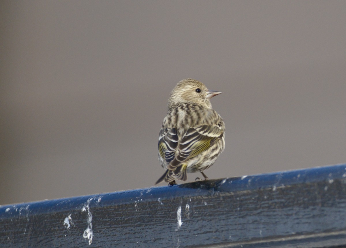 Pine Siskin - Vic Dillabaugh