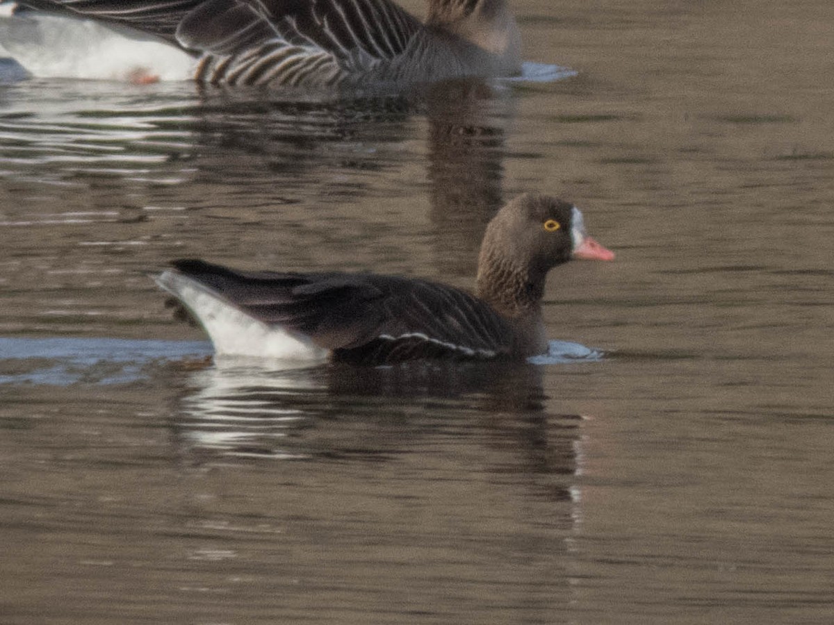 Lesser White-fronted Goose - ML425437681