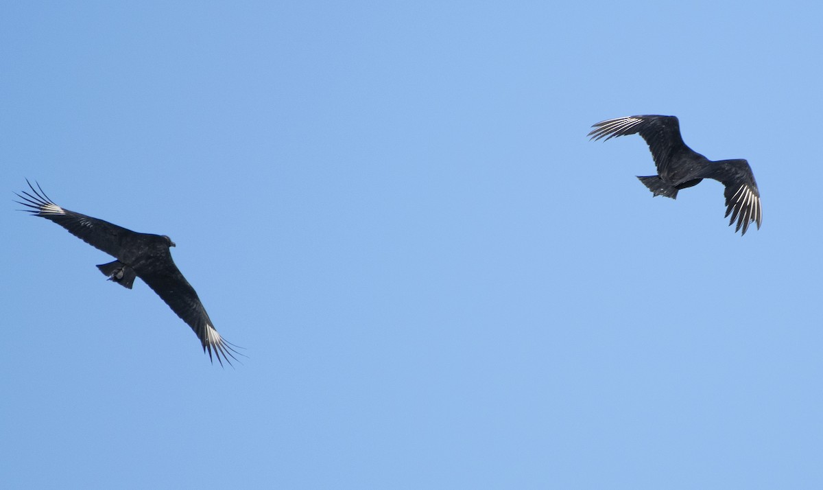 Zopilote beltza - ML425439071