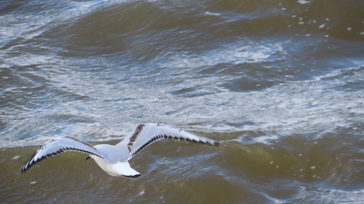 Bonaparte's Gull - ML425439261