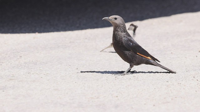 Tristram's Starling - ML425439621