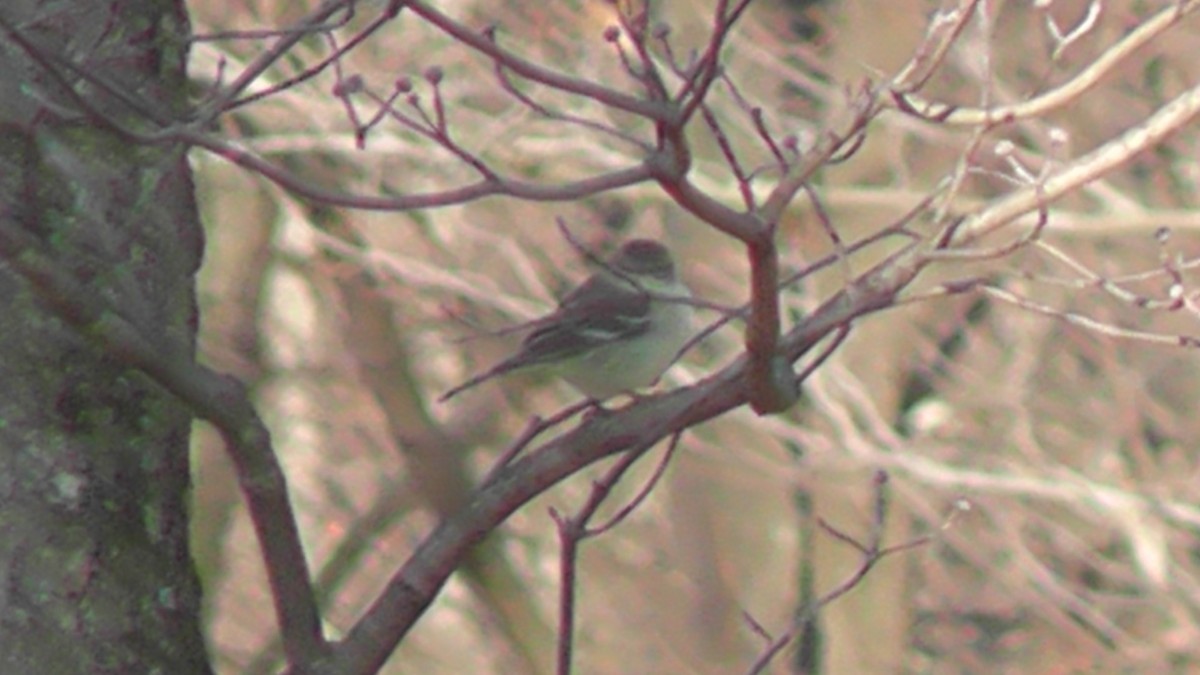 Pine Warbler - Evan Edelbaum