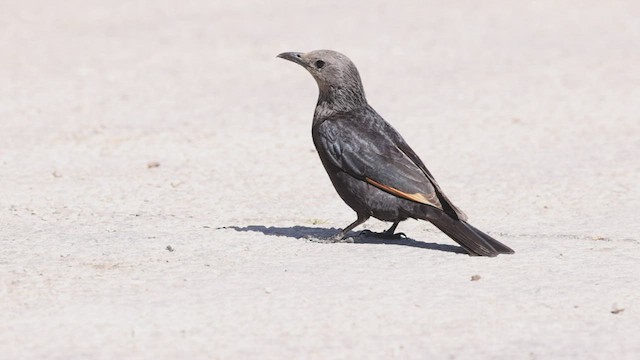 Tristram's Starling - ML425441561