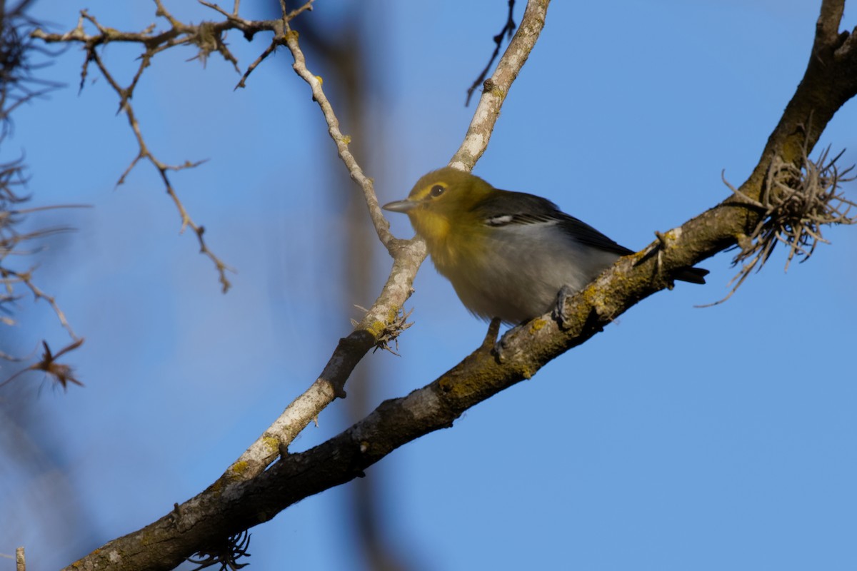 Vireo Gorjiamarillo - ML425443371