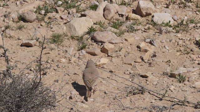 Desert Lark - ML425444041