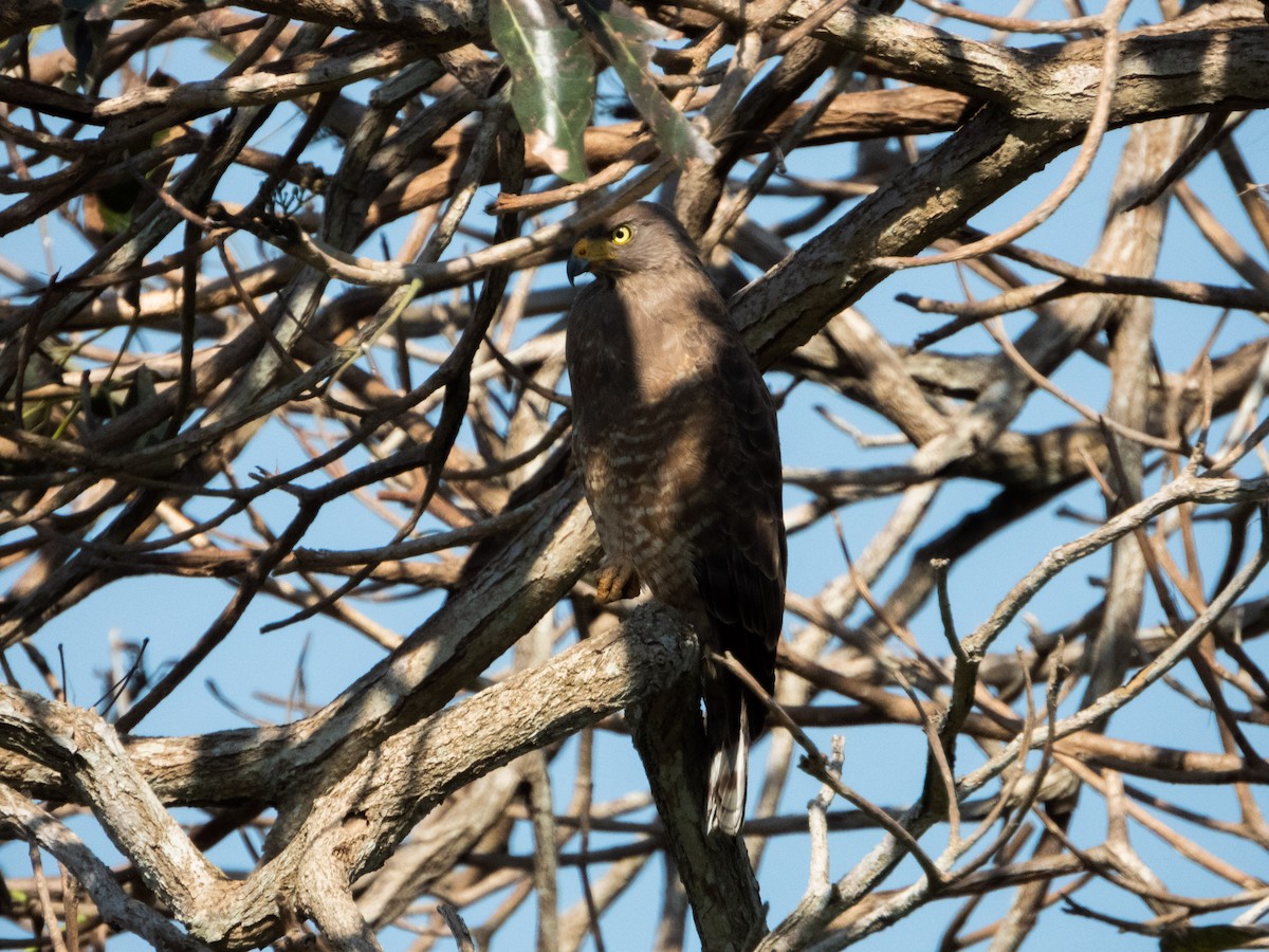 Roadside Hawk - ML425444721