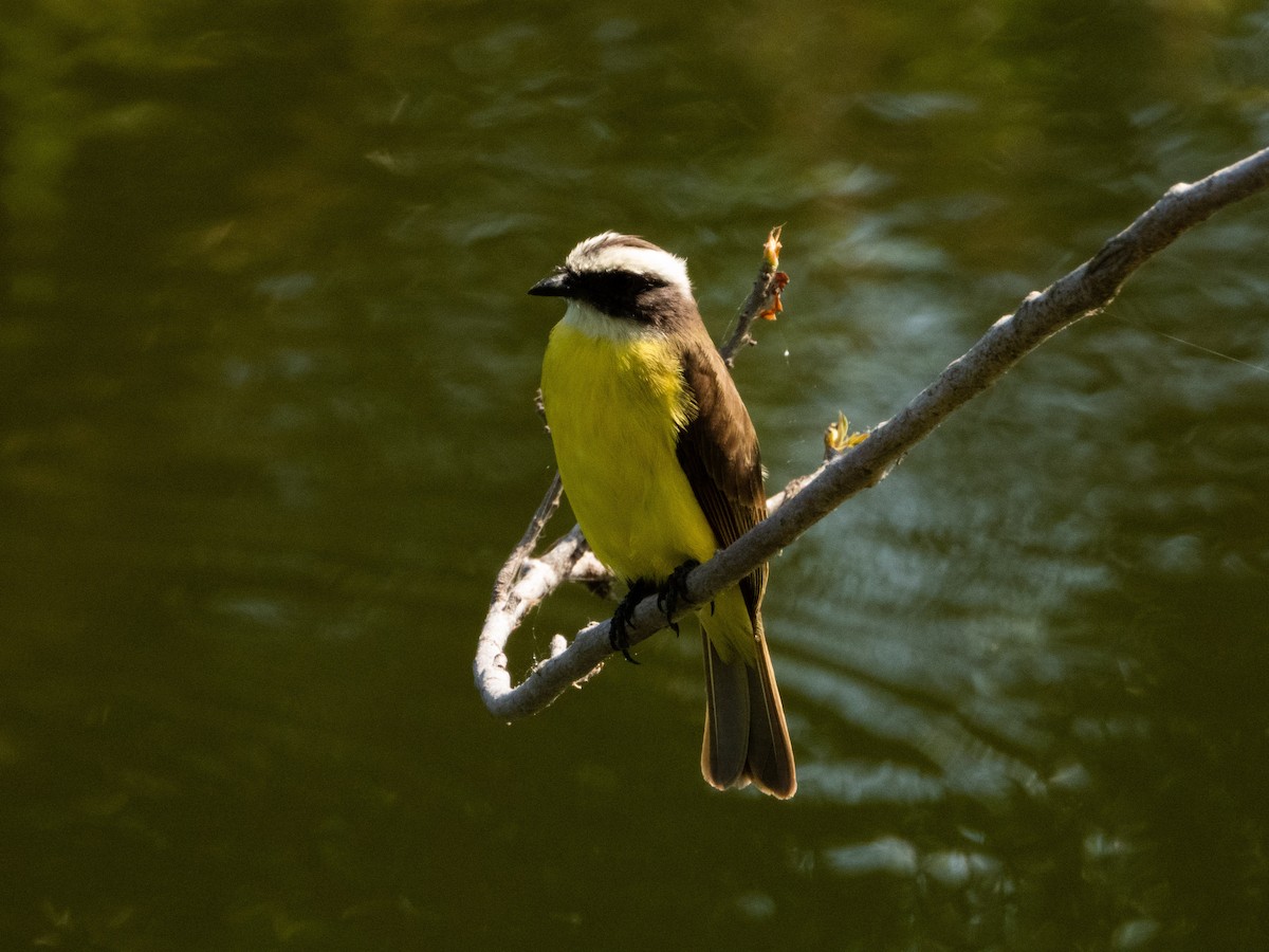 Social Flycatcher - ML425444951