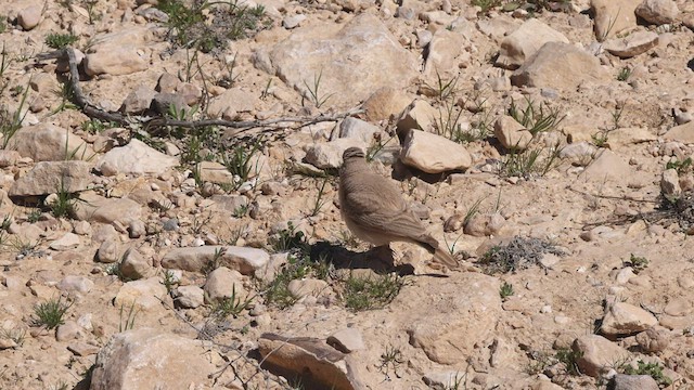 עפרוני מדבר - ML425445901