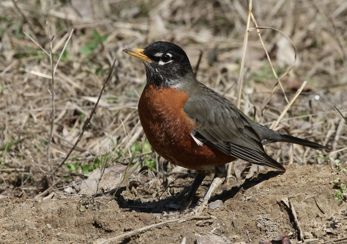 American Robin - ML425447031