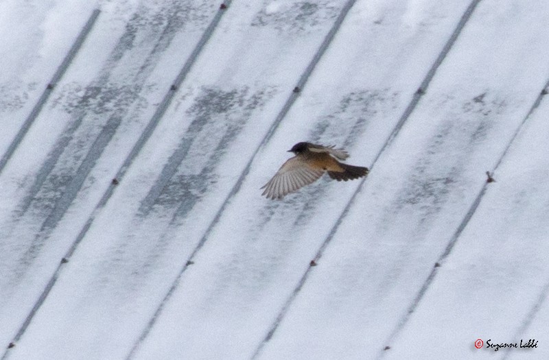 Say's Phoebe - Suzanne Labbé