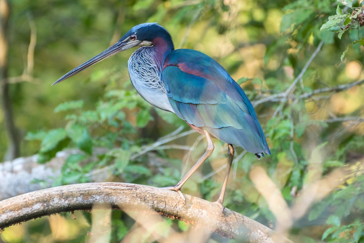 Agami Heron - Juan Miguel Artigas Azas