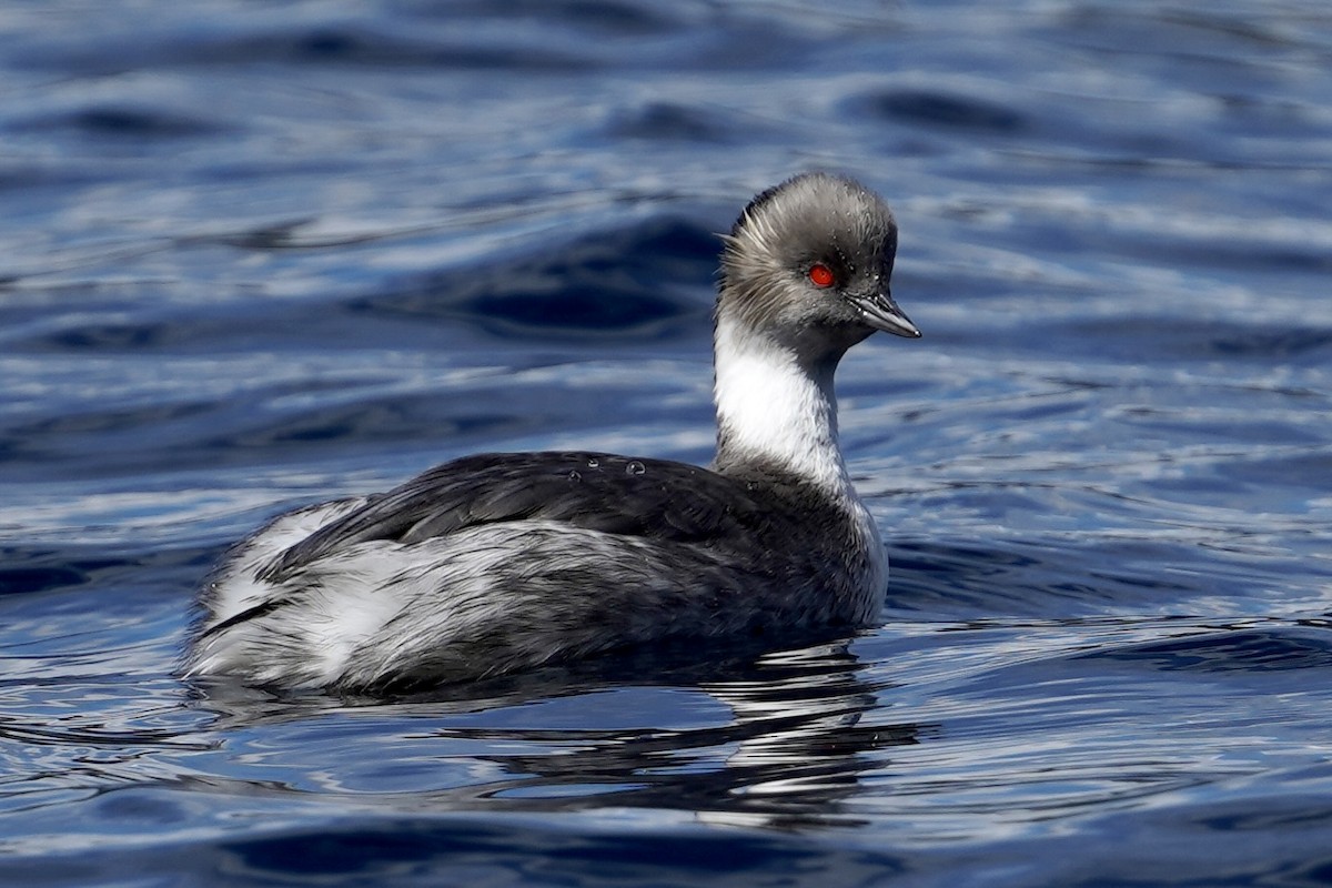 Silvery Grebe - ML425449461