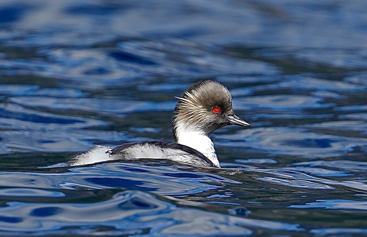 Silvery Grebe - ML425449481