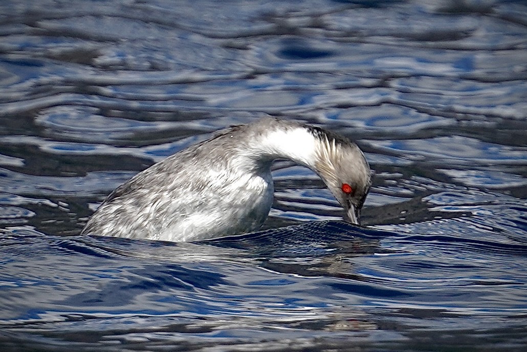 Silvery Grebe - ML425449491