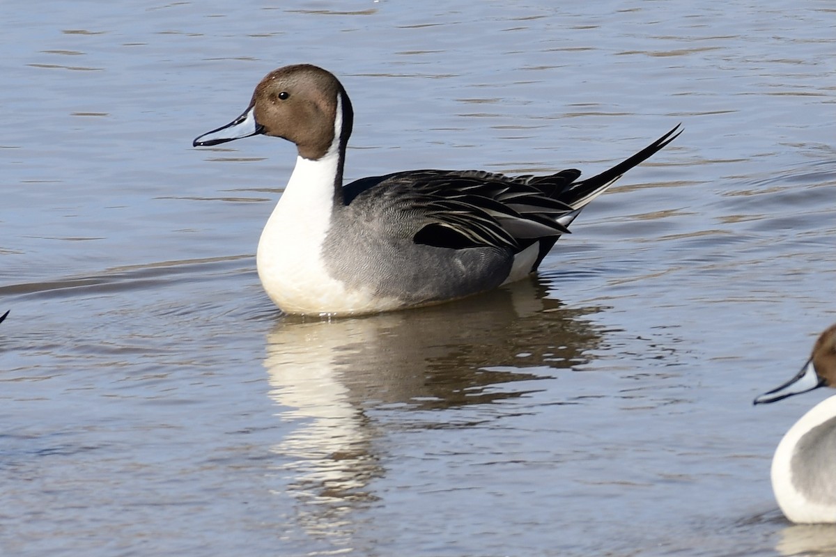 Northern Pintail - Dennis Kruse