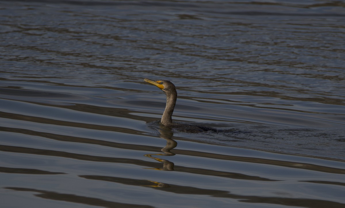 Double-crested Cormorant - ML425449751