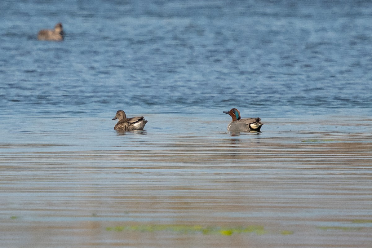 Green-winged Teal - ML425452621