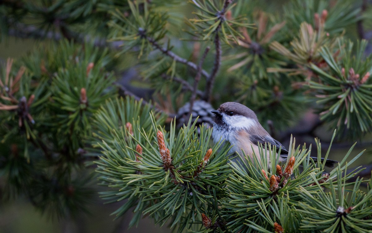 Gray-headed Chickadee - Ian Davies