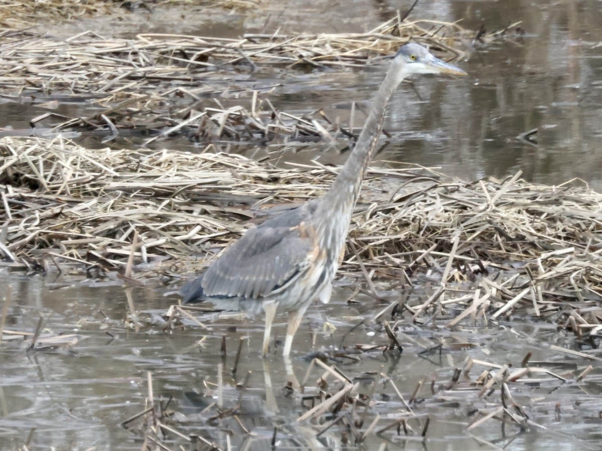 Great Blue Heron - ML425453031