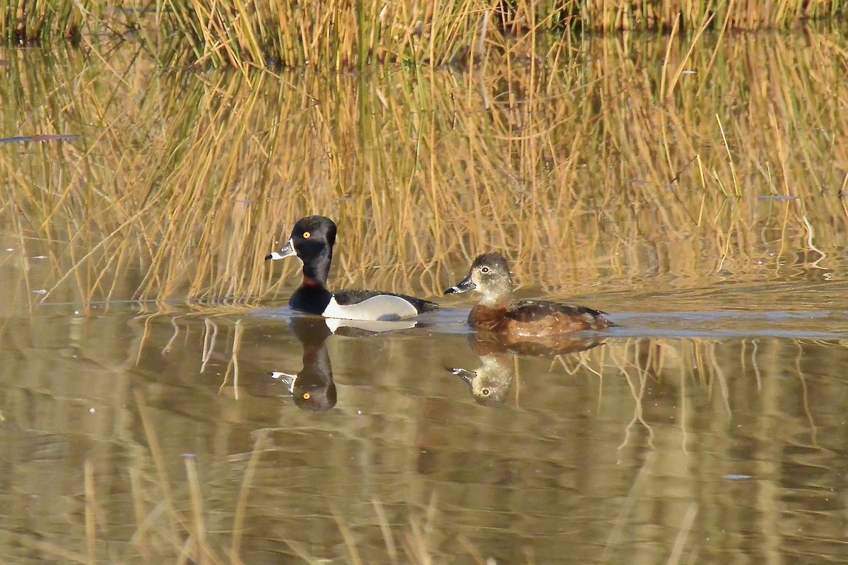 Ring-necked Duck - ML425453141