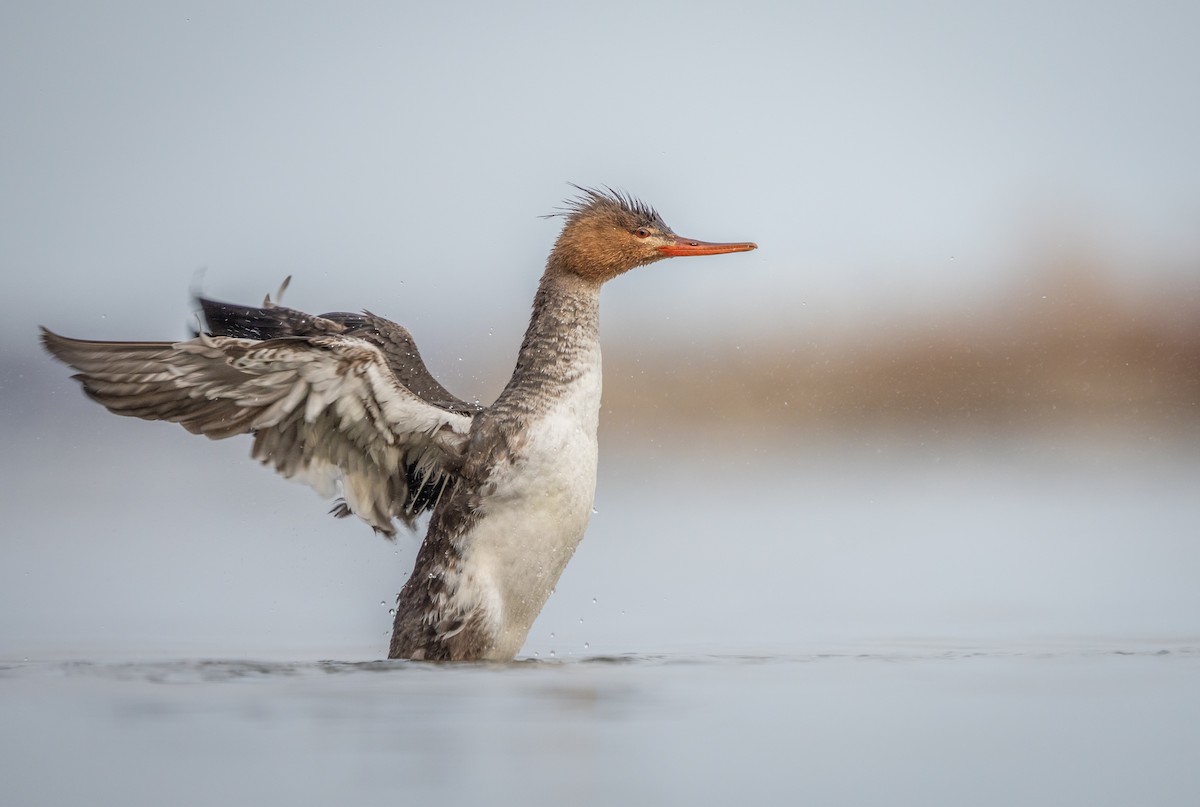 Red-breasted Merganser - ML425453351