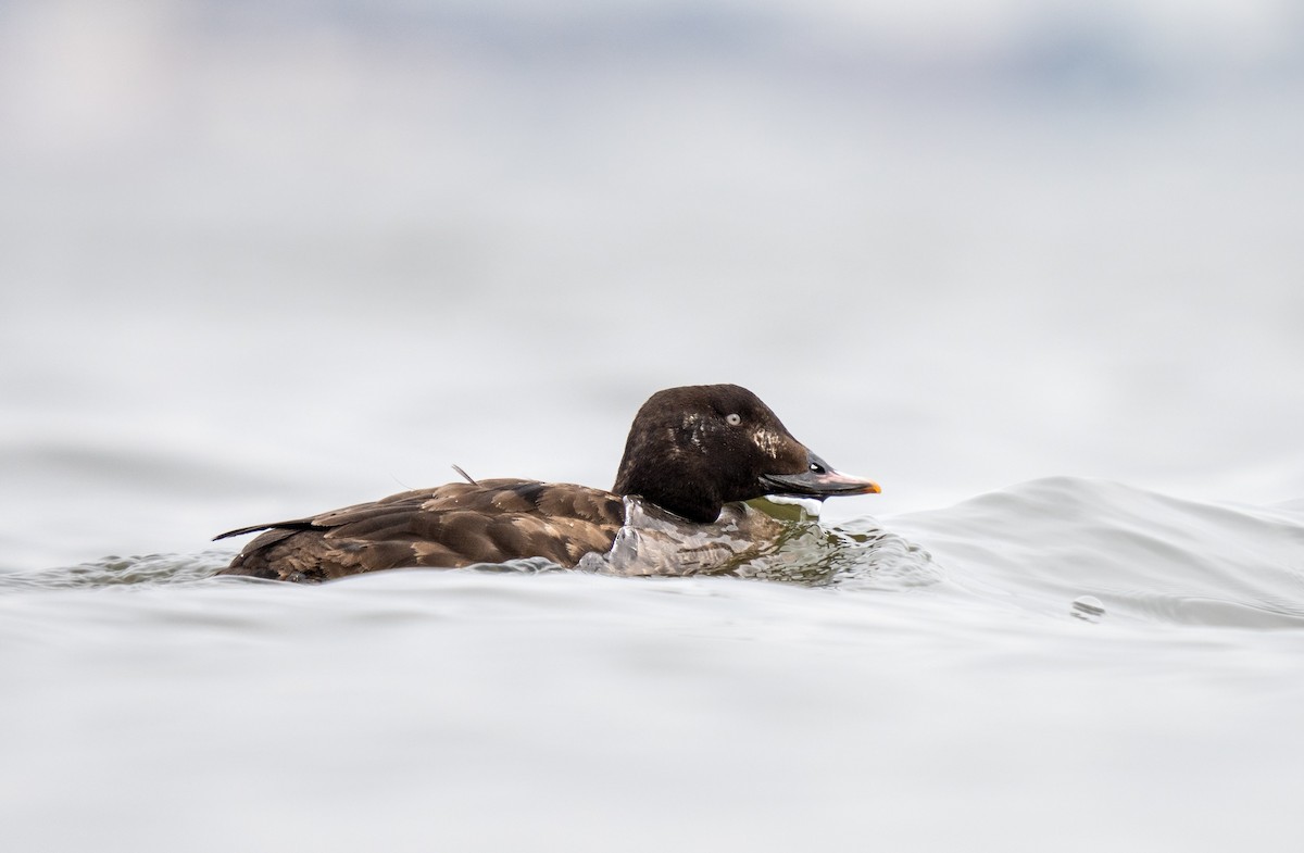 White-winged Scoter - Rob Mikulec