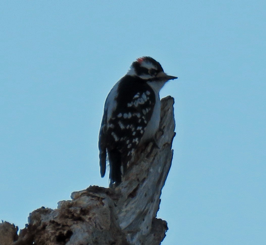 Downy Woodpecker - Joe Hanfman