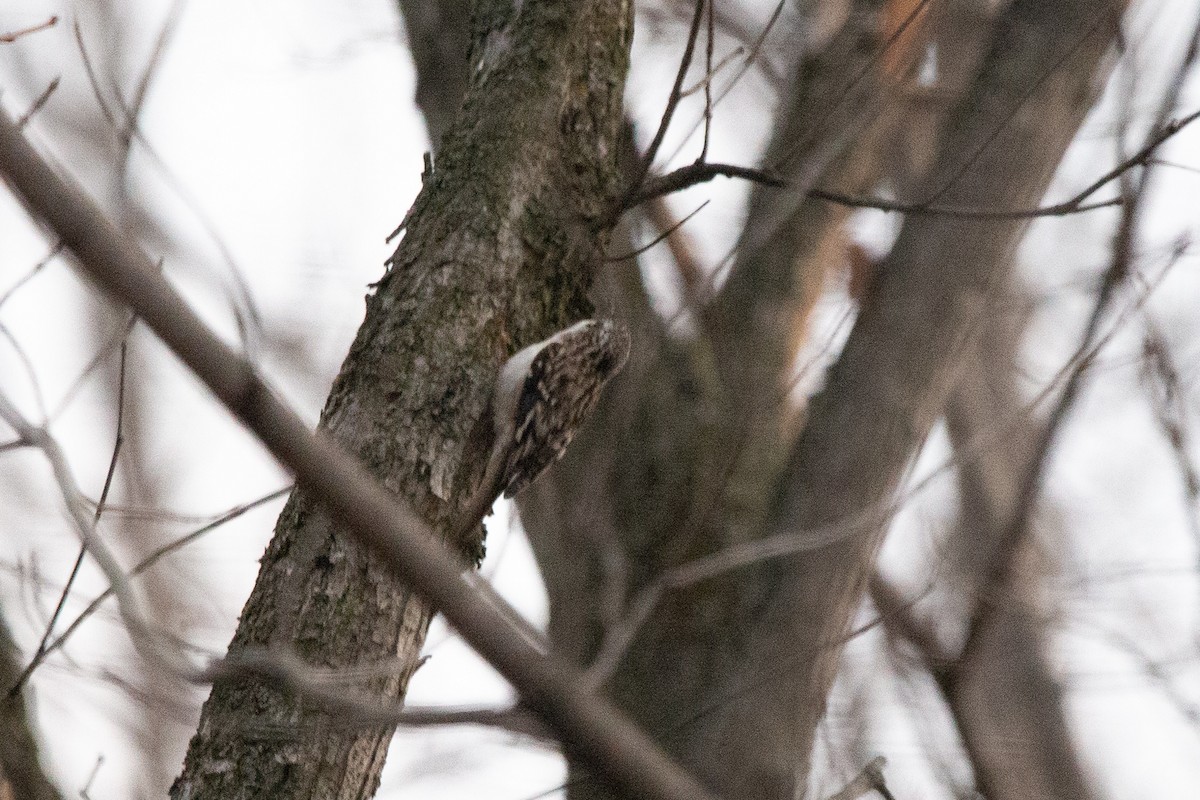 Brown Creeper - ML425456051