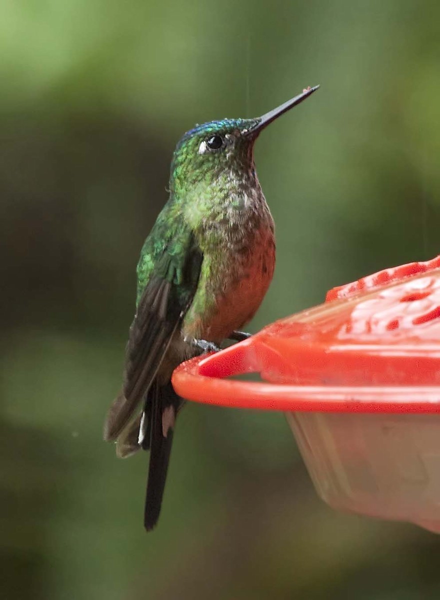 Long-tailed Sylph - Sue&Gary Milks