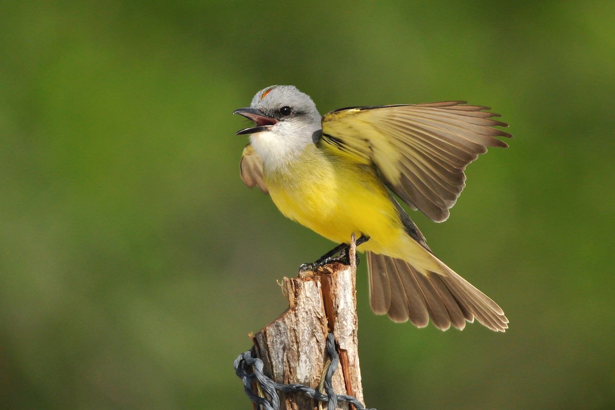 Tropical Kingbird - ML425457211