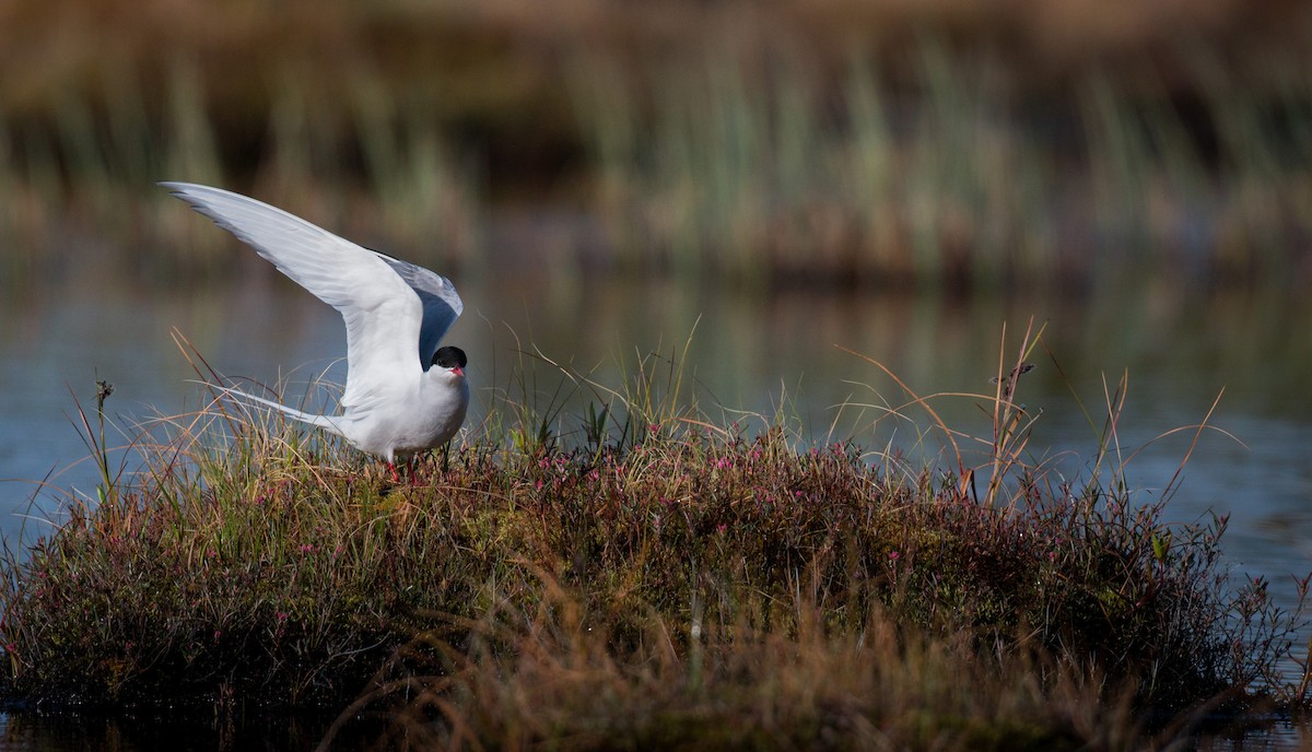 Arctic Tern - Ian Davies