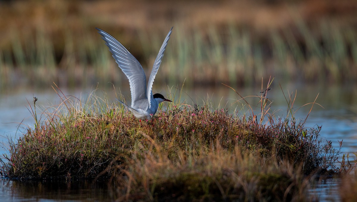 Arctic Tern - ML42545761