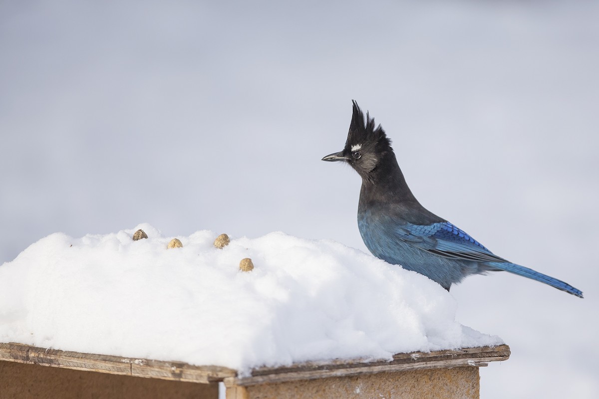 Steller's Jay - ML42545801