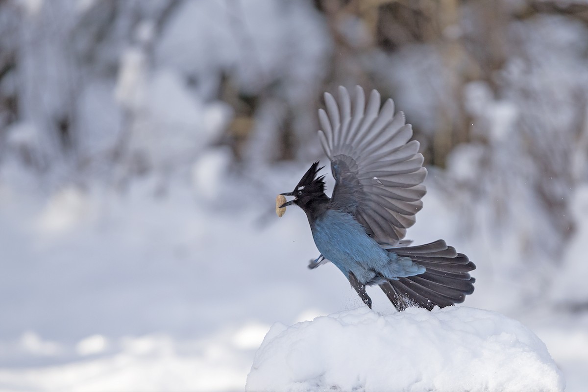 Steller's Jay - ML42545811