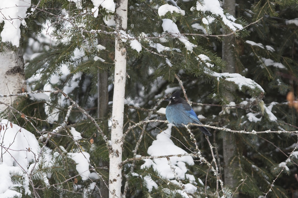 Steller's Jay - Joshua Covill