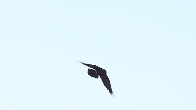 Corbeau brun - ML425459481