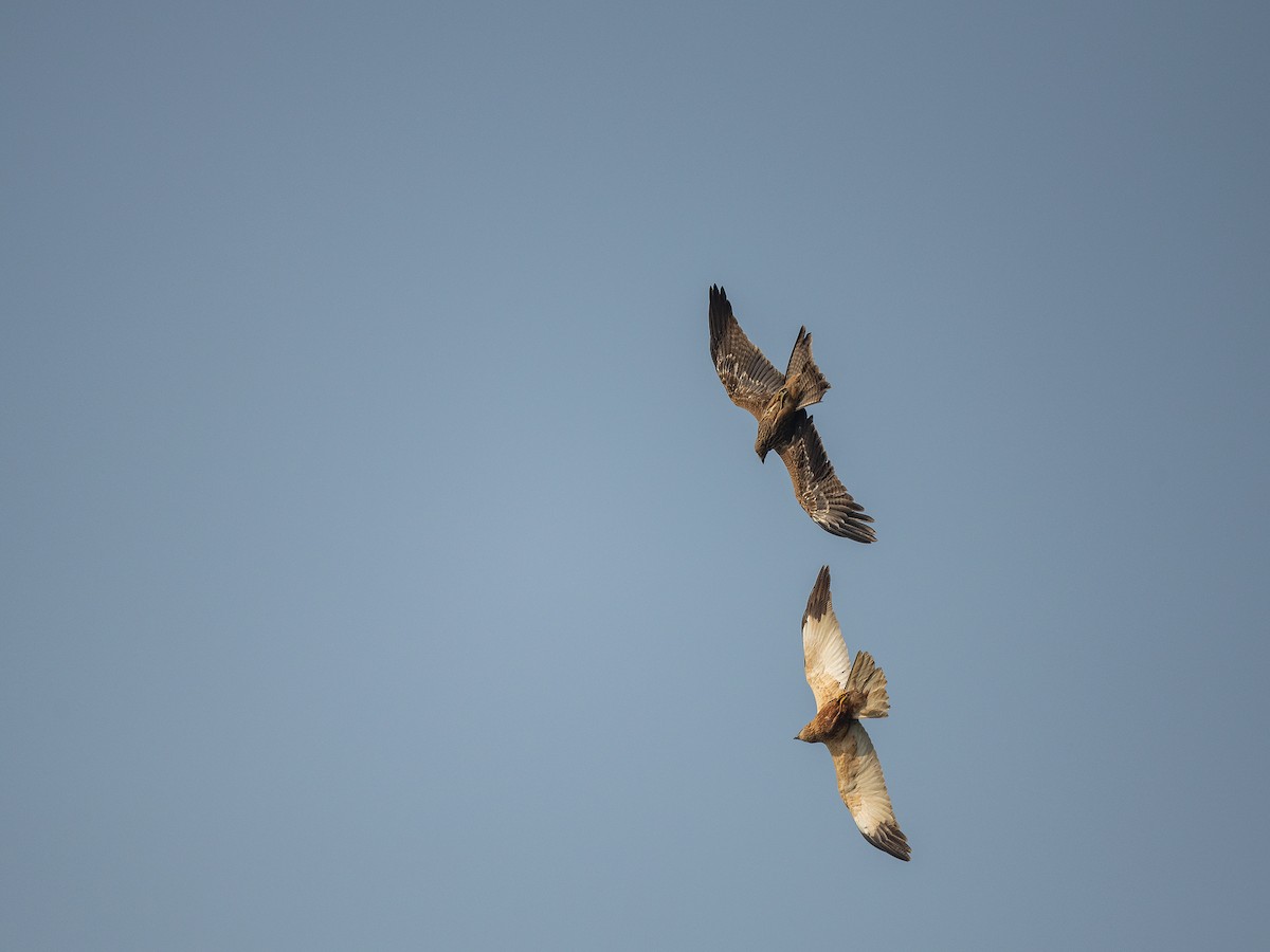 Western Marsh Harrier - ML425461591